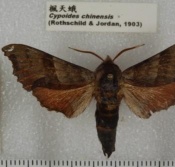 Cypoides chinensis