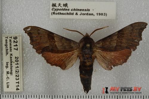 Cypoides chinensis