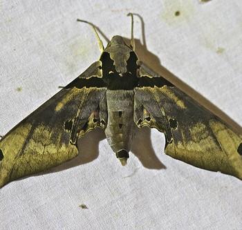 Adhemarius fulvescens