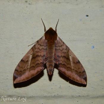 Clanidopsis exusta