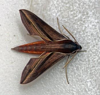 Hippotion rafflesii