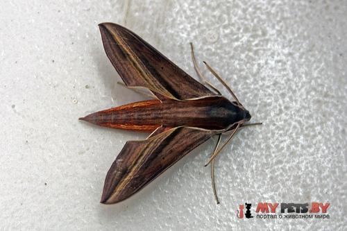 Hippotion rafflesii