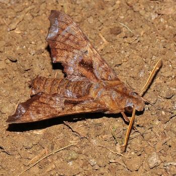 Nyceryx eximia