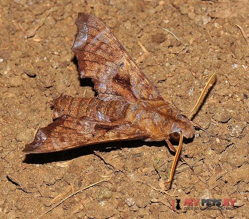 Nyceryx eximia