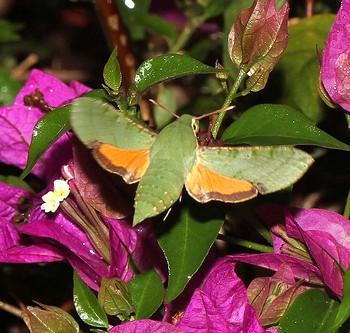 Basiothia medea
