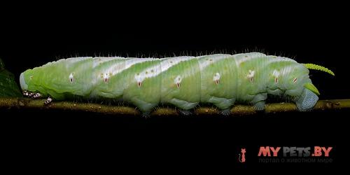 Neococytius cluentius