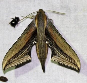 Xylophanes falco