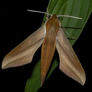Xylophanes tersa