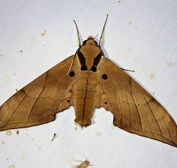 Ambulyx staudingeri