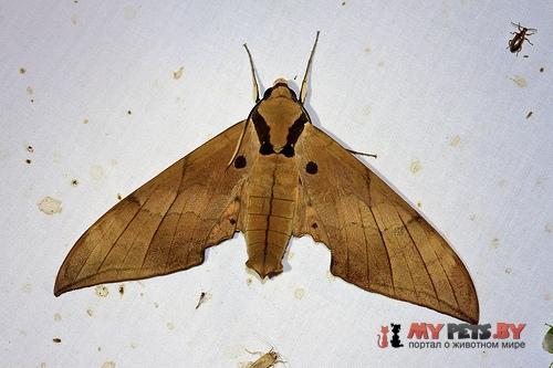 Ambulyx staudingeri