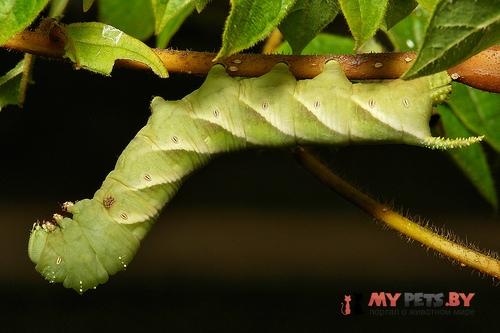 Psilogramma increta