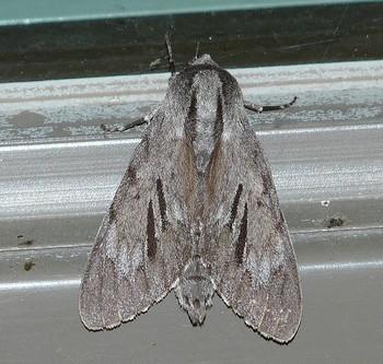 Lapara coniferarum