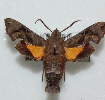 Neogurelca himachala