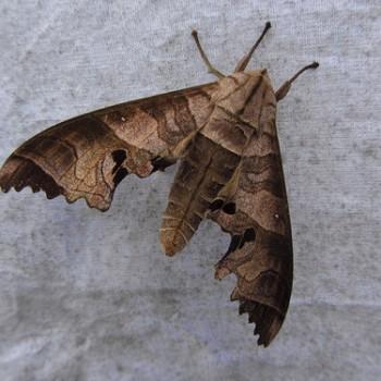 Marumba spectabilis