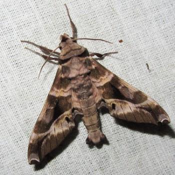 Craspedortha porphyria
