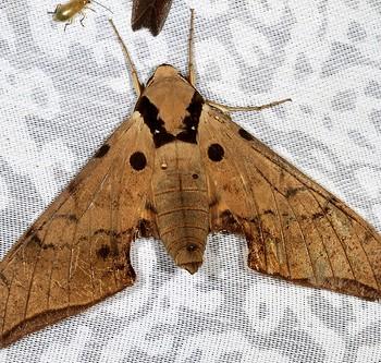 Ambulyx wilemani