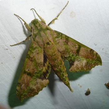 Xylophanes zurcheri