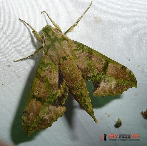 Xylophanes zurcheri