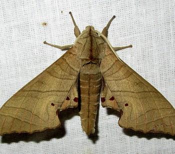 Marumba dyras