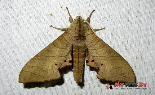 Marumba dyras