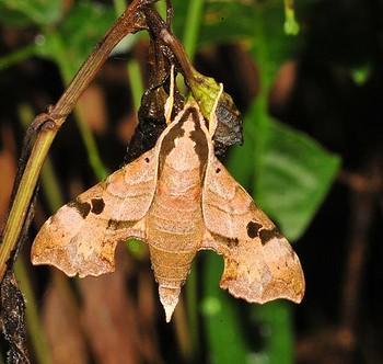 Enpinanga assamensis