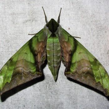Callambulyx junonia