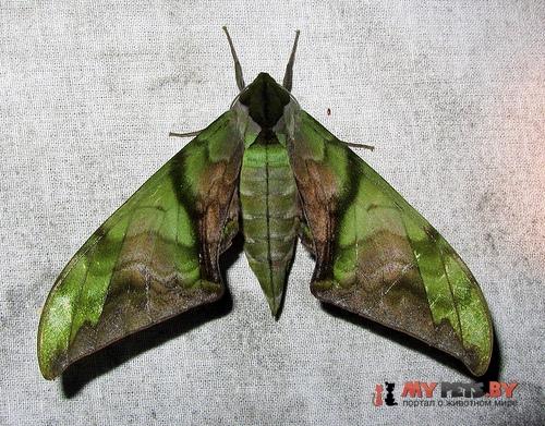 Callambulyx junonia