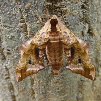 Smerinthus tokyonis