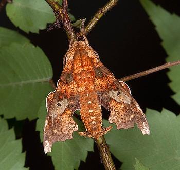 Degmaptera mirabilis