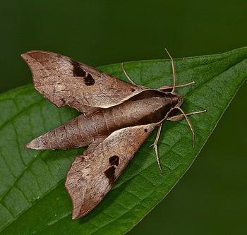 Enpinanga borneensis