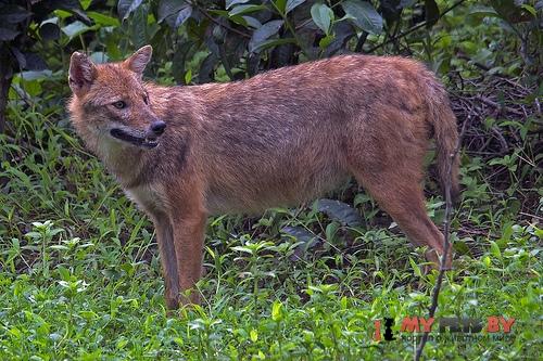 Asiatic jackal