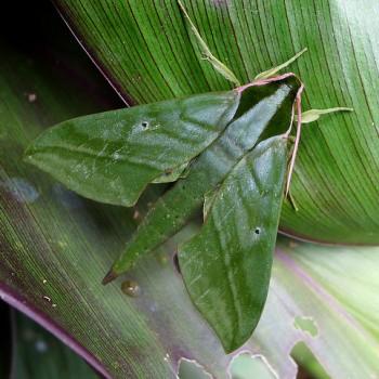 Xylophanes belti