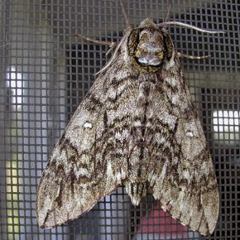Ceratomia undulosa