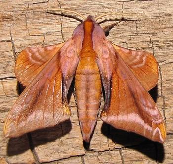Paonias astylus