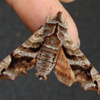 Deidamia inscriptum