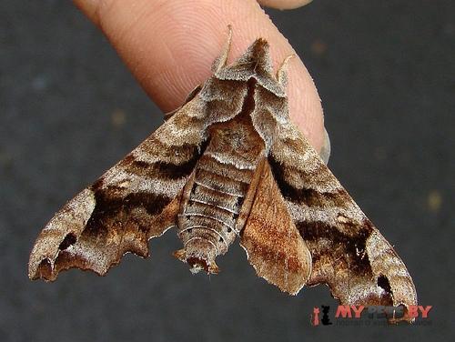 Deidamia inscriptum