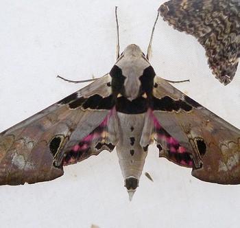 Adhemarius dentoni