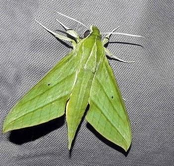 Xylophanes nabuchodonosor
