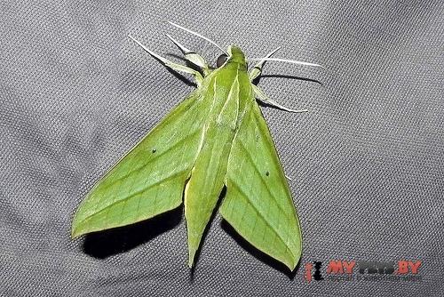 Xylophanes nabuchodonosor