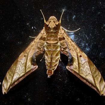 Protambulyx ockendeni