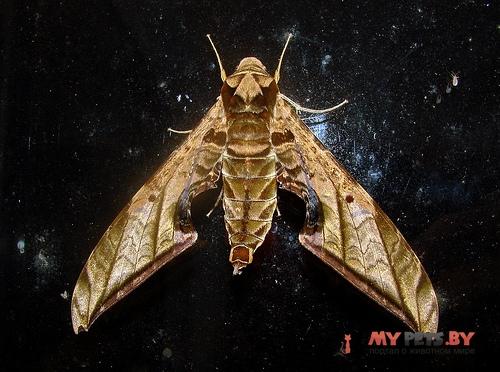 Protambulyx ockendeni