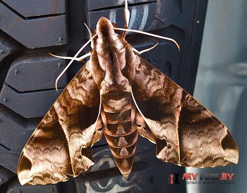 Eumorpha anchemolus