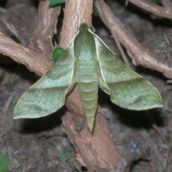 Xylophanes marginalis