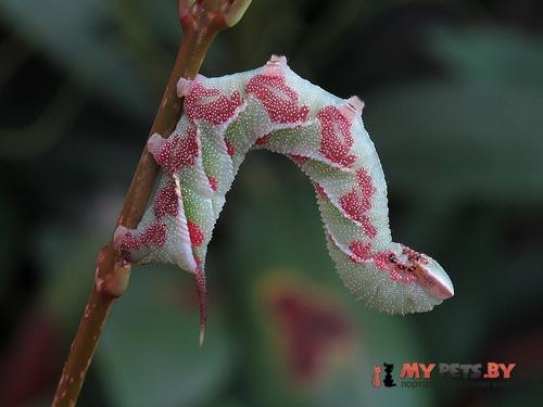 Dolbina tancrei