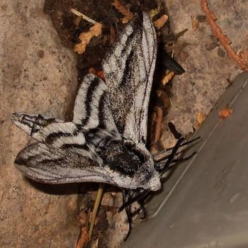 Sagenosoma elsa