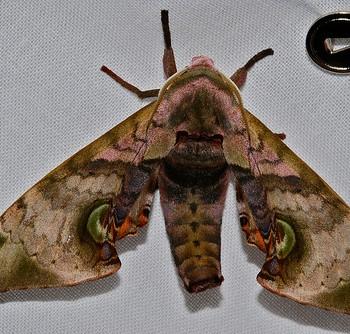 Daphnusa ocellaris