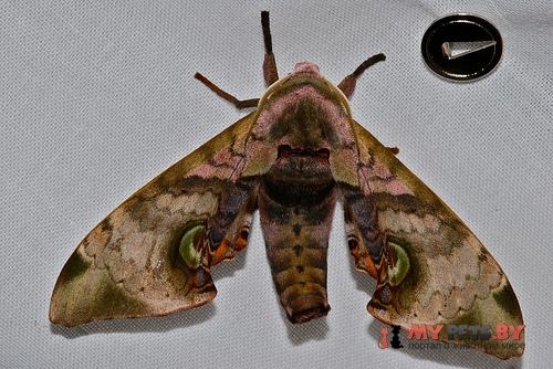 Daphnusa ocellaris