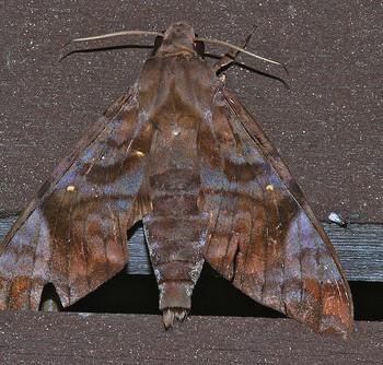 Acosmeryx shervillii