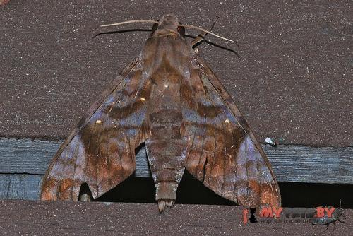 Acosmeryx shervillii