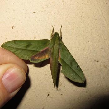 Xylophanes rothschildi